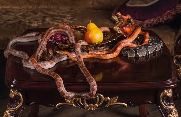 Snakes on wood table — Stock Photo, Image