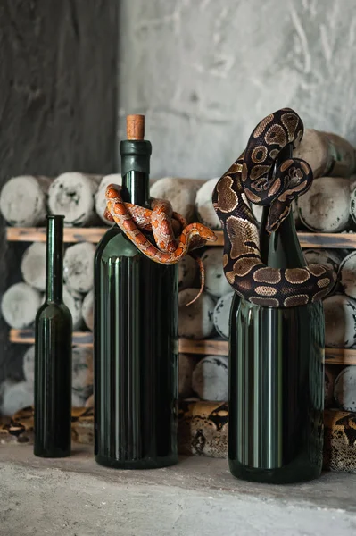 Slangen kruipen op wijnflessen — Stockfoto