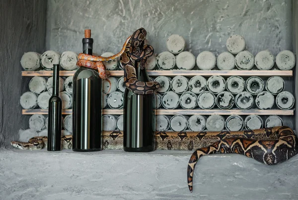 Snakes creep on wine bottles — Stock Photo, Image