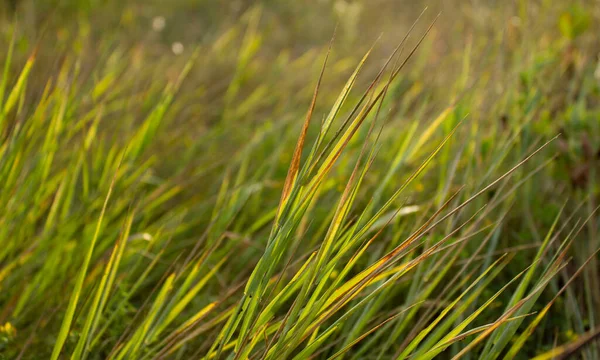 Erba Verde Sul Vento Nella Steppa All Ora Del Tramonto — Foto Stock