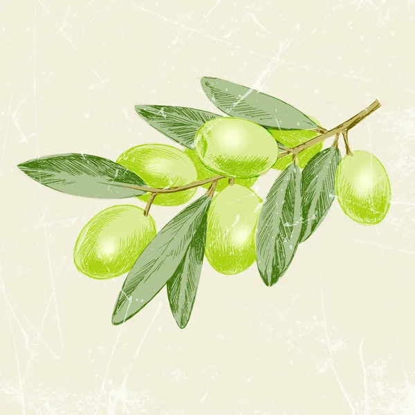 Zeytin dalı Vintage görüntüsü