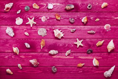 Deniz kabukları büyük kümesi