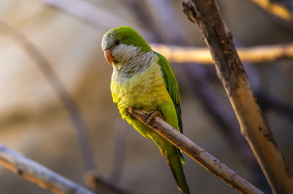 Kleurrijke amazone papegaai bij zonsondergang licht — Stockfoto