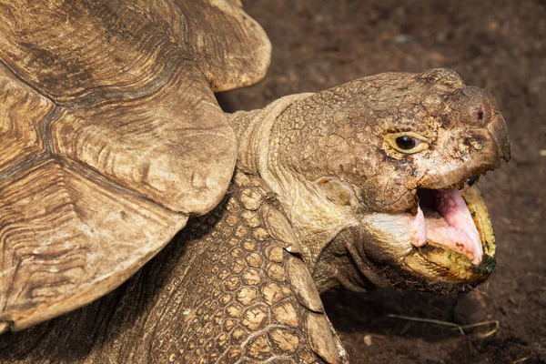 Retrato de cerca de una tortuga gigante de Aldabra —  Fotos de Stock