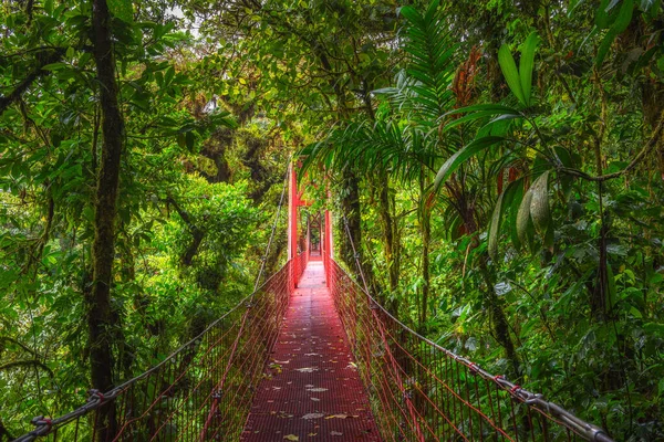 Ponte sospeso rosso nella foresta pluviale di Monteverde, Costa Rica — Foto Stock