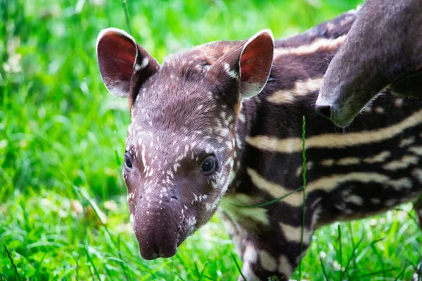 Baby des gefährdeten südamerikanischen Tapirs — Stockfoto