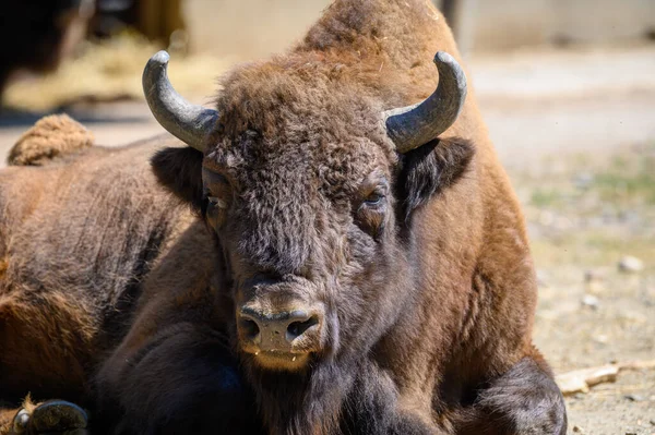 Grote Europese bizon ook bekend als Bison bonasus — Stockfoto