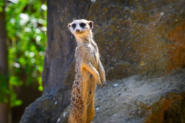 Alert meerkat also known as Suricata suricatta standing on guard — Stock Photo, Image