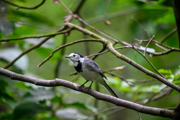 Λευκό wagtail επίσης γνωστή ως motacilla alba — Φωτογραφία Αρχείου