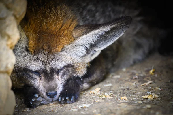 Bat-eared vos ook bekend als Otocyon megalotis slapen in een grot — Stockfoto