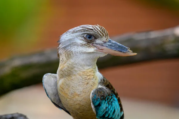 Portrait of blue-winged kookaburra also known as Dacelo leachii — Stock Photo, Image