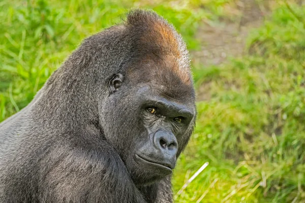 Big western lowland gorilla — Stock Photo, Image