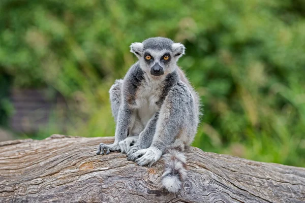 Ring-tailed Lemur — Stock Photo, Image