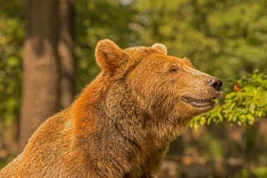 Kahverengi Ayı (Ursus arctos) 