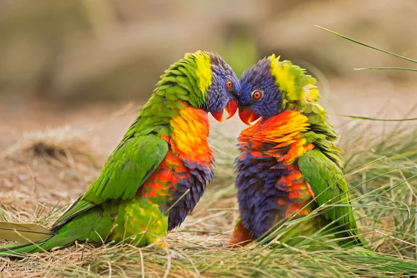 Rainbow lorikeets (Trichogfsus haematodus) — стоковое фото