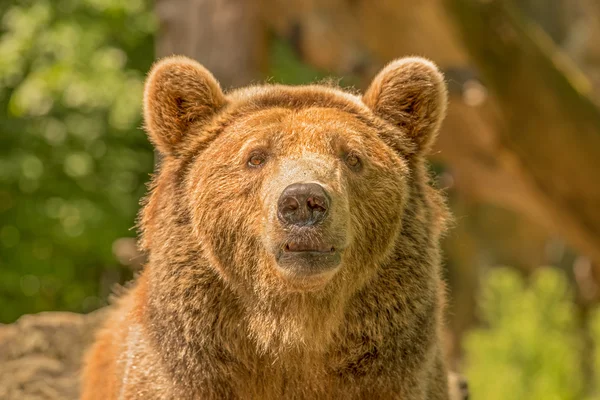 Medvěd hnědý (Ursus arctos) — Stock fotografie