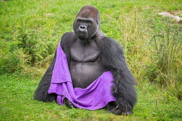 Gorila usando um cobertor — Fotografia de Stock