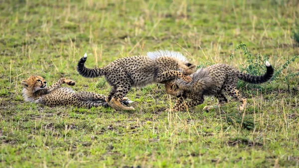 Tři mláďata geparda hraje na savannah — Stock fotografie