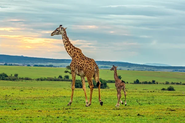 Una giraffa madre con il suo bambino — Foto Stock