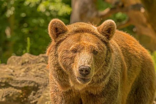 Bruine beer (Ursus arctos)) — Stockfoto