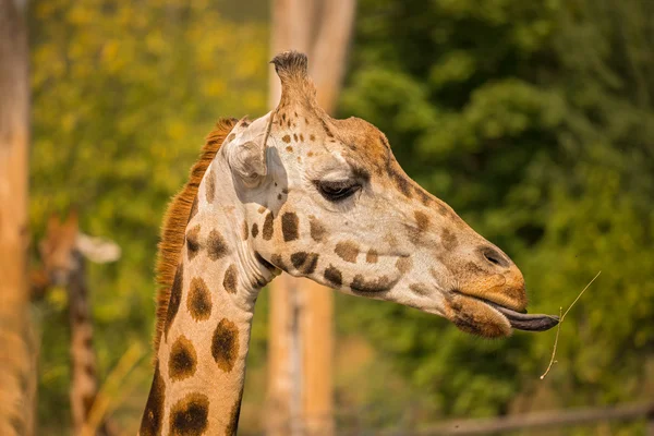 Nahaufnahme einer Giraffe, die Gras isst — Stockfoto