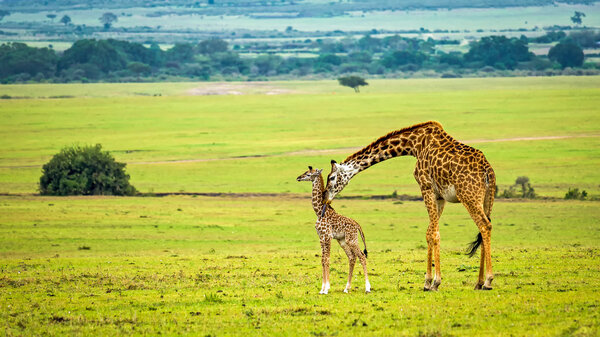 Жираф-мать со своим ребенком
