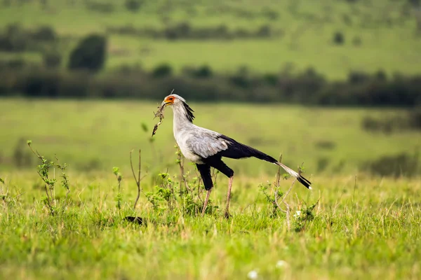 Secrétaire oiseau dans la savane du Kenya, Afrique — Photo