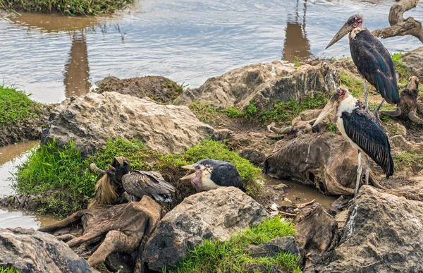Marabou storks on dead wildebeest at the Mara River, Kenya — Stock Photo, Image
