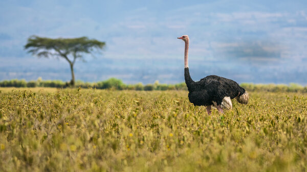 Ostrich walking in Lake Nakuru National Park, Kenya
