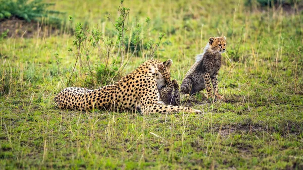 Gepard matka s dvě mláďata na savany — Stock fotografie