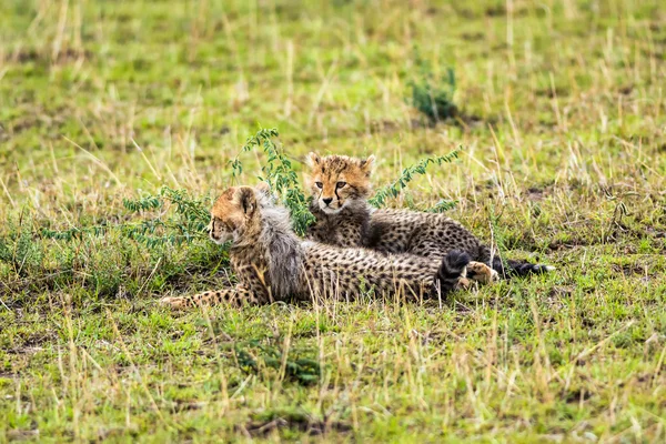 Dvě mláďata geparda relaxační na savannah — Stock fotografie