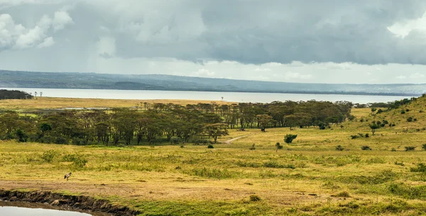 Jezioro Nukuru, Kenia — Zdjęcie stockowe