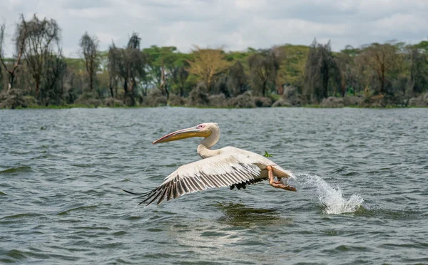 Grand pélican blanc en vol au lac Naivasha, Kenya — Photo