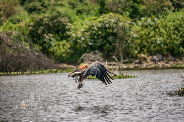 Aigle pêcheur africain attrapant un poisson — Photo