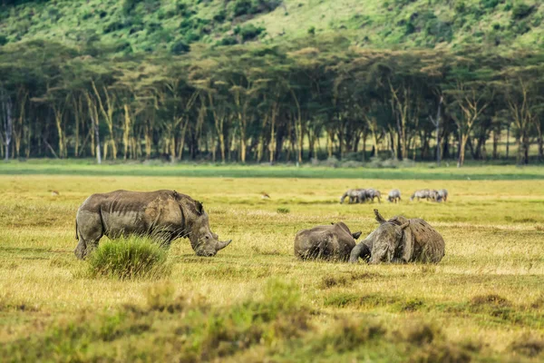 Bílé nosorožce v národního parku Lake Nakuru, Keňa — Stock fotografie