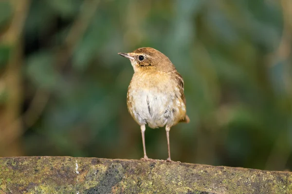 Eurasian wren — Stock Photo, Image