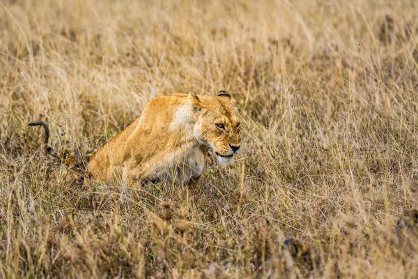 Leonessa con un cucciolo — Foto Stock