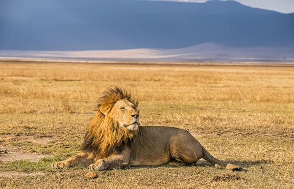 Lion vilar i Ngorongoro Crater — Stockfoto