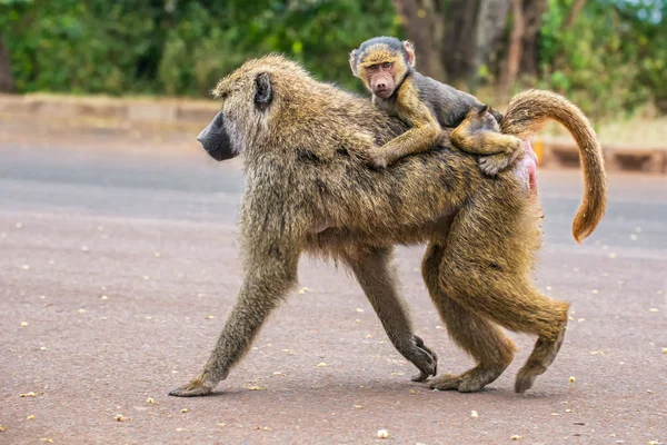 Olive babuino madre con su bebé caminando en la calle — Foto de Stock