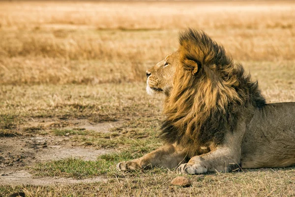 Lion rusten in de Ngorongoro Crater — Stockfoto