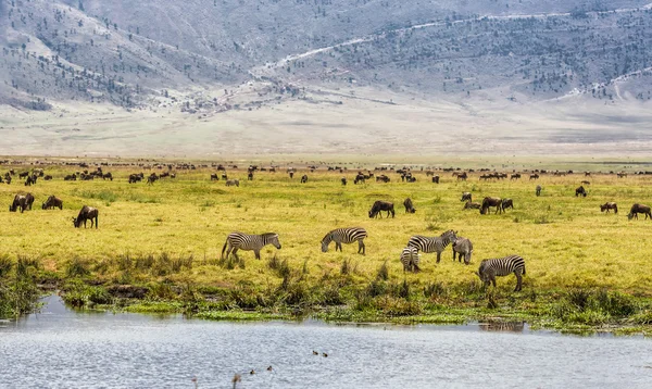Стада антилоп і зебр — стокове фото