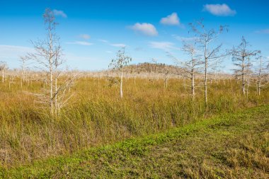Dwarfed kel servi ağacı, Everglades Florida