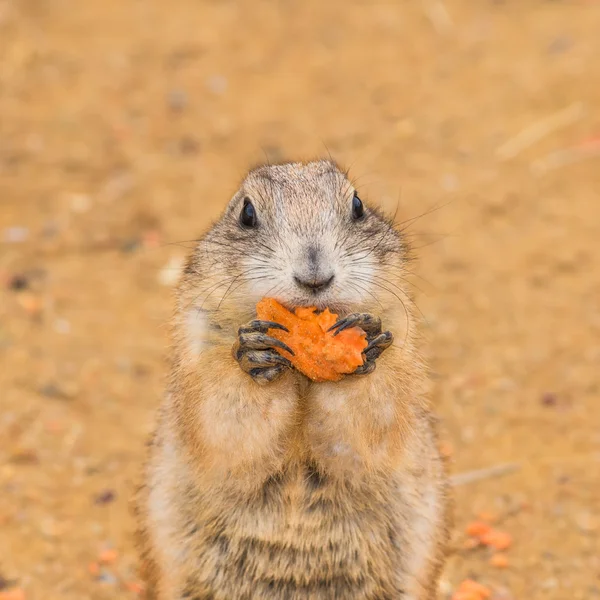 Prairie hond eten een wortel — Stockfoto