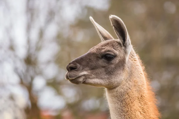 Guanaco portrait — Stock Photo, Image