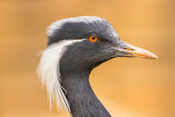 Portrait of  demoiselle crane — Stock Photo, Image