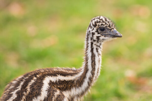 Baby Australian Emu Royalty Free Stock Images
