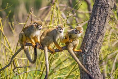 Common squirrel monkeys on a tree branch clipart