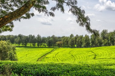 Çay plantasyon içinde Etiyopya