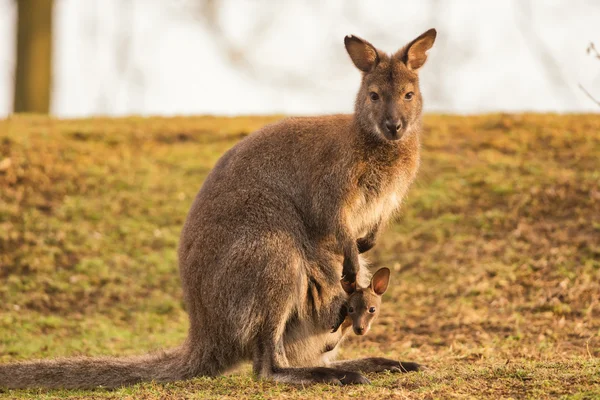 Mãe canguru com um bebê — Fotografia de Stock