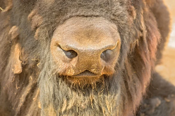 Nose of a bison — Stock Photo, Image